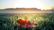 Rotes Herbstblatt auf grüner frostiger Wiese mit Nebel und Sonne by lichtbilder