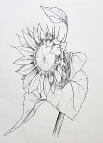 Sonnenblume von Sonja Jannichsen