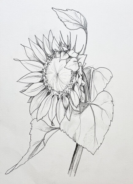 Malenammeer-sonnenblume