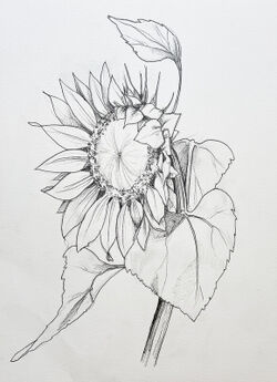 Malenammeer-sonnenblume
