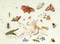 Study of Insects and Flowers  von Ferdinand van Kessel