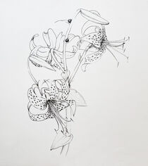 Tigerlilie von Sonja Jannichsen