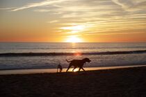 Dogs playing at a beach during sundown von ronxy