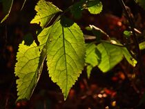 grüne Blätter von Edgar Schermaul