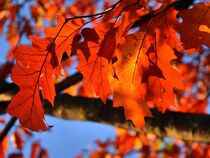 Herbstblätter am Baum von Edgar Schermaul