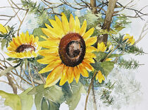 Sonnenblume in der Tanne von Sonja Jannichsen