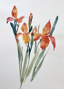 orange Iris von Sonja Jannichsen