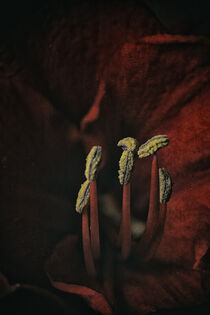 Amaryllisblüte - Makro von Petra Dreiling-Schewe