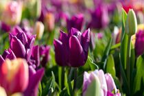 Tulpen in lila by Manuela Haake