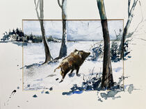 Wildschwein im Schnee by Sonja Jannichsen