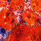 29-dot-11-dot-2022-orange-blumen-bearbeitet-von-elmar-fur-artflakes