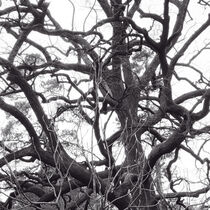 Verschlungener Winterbaum von Sylke Gande