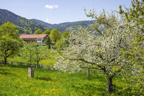 Blumenwiese mit Obstbäumen im Frühling, Bad Wiessee, Tegernsee von Torsten Krüger