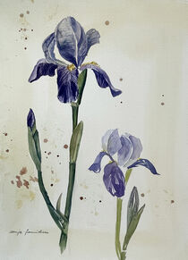 Iris Studie by Sonja Jannichsen