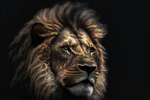 Porträt eines Löwen auf schwarzem Hintergrund von Eugen Wais