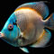 Colorful-fisch-on-black-background-q