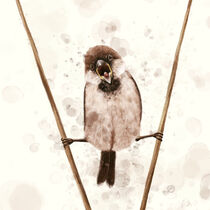 The Sparrow That Likes Van Damme von Paula  Belle Flores
