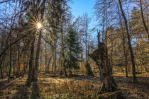 Ende Februar im Unterhölzer Wald - Naturpark Obere Donau von Christine Horn