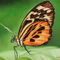 Tiger-longwing-butterfly