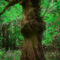 'Old Man Tree' von CHRISTINE LAKE