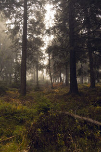 Mystischer Wald 1 von Holger Spieker