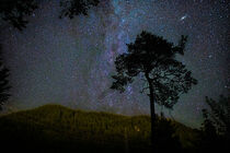 Starry sky between trees by raphotography88