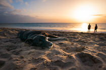 Dog lying at beach during sunset von raphotography88