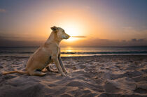 Cape Verdean dog sitting at the beach during sunset von raphotography88