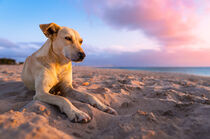 Cape Verdean dog lying at the beach von raphotography88
