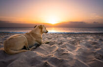 Dog lying at beach an watching sunset by raphotography88