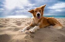 Cape Verdian dog lying at Boa Vista beach von raphotography88