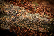 'Pilze auf Totholzbaumstamm - entdeckt auf dem Bodanrück oberhalb von Bodman-Ludwigshafen' von Christine Horn