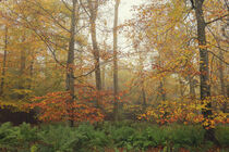 Herbstliche Laubbäume im Nebel auf dem Bodanrück  by Christine Horn