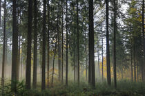 Herbstlicher Nebelwald auf dem Bodanrück - Bodensee von Christine Horn