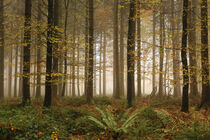 Nebelwald im Herbst auf dem Bodanrück  by Christine Horn