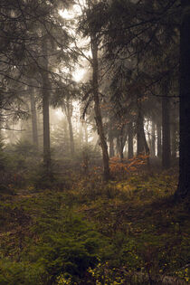 Mystischer Wald 2 by Holger Spieker
