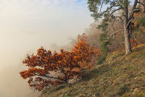 'Kiefer und junge Eiche im dichten Nebel beim Eichfelsen - Naturpark Obere Donau' von Christine Horn