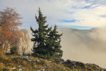 Wacholderstrauch beim Eichfelsen mit Nebel - Naturpark Obere Donau by Christine Horn