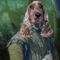 Cocker-spaniel-dog-historical-portrait-as-royalty-01