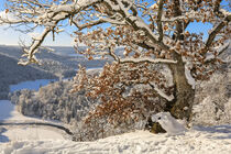 Alte Eiche im Schnee beim Aussichtspunkt Burgstall bei Fridingen an der Donau - Naturpark Obere Donau by Christine Horn