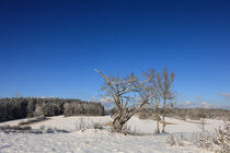 Winter im Naturschutzgebiet Stiegelesfelsen bei Fridingen a. d. Donau - Naturpark Obere Donau von Christine Horn