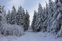 Rennsteig im Winter by mario-s