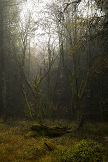 'Mystischer Herbstwald 1' by Holger Spieker