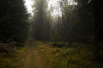 Mystischer Herbstwald 2 by Holger Spieker