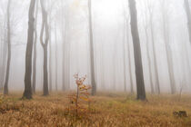 Nebelwald im Herbst 1 by Holger Spieker