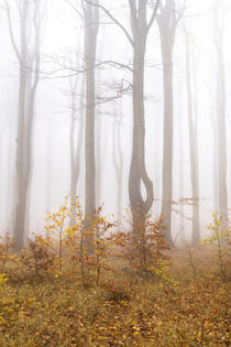Nebelwald im Herbst 2 by Holger Spieker