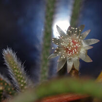 Kaktusblüte im Mondlicht, Makro