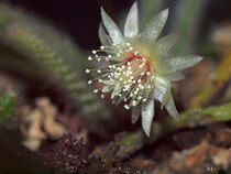 Kaktusblüte, Makrofotografie by Dagmar Laimgruber