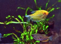 gelber Aquariumfisch von Edgar Schermaul