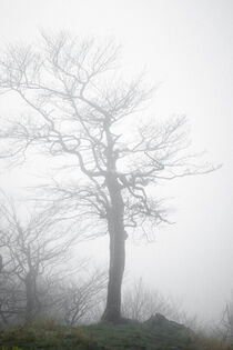 Baum im Nebel von Holger Spieker